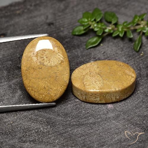 20.50克拉天然珊瑚化石，椭圆形，不透明