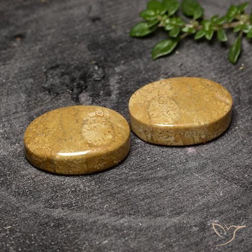 20.50克拉天然珊瑚化石，椭圆形，不透明