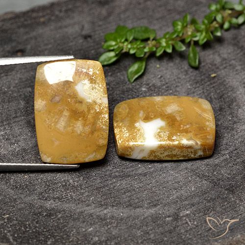 30.80ctw 天然 彩色 珊瑚化石, 软垫, 不透明