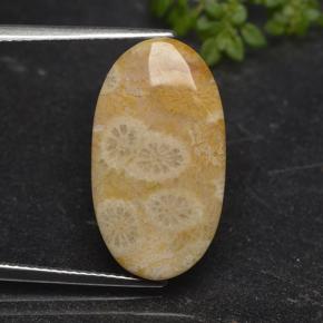 11.06克拉天然珊瑚化石，椭圆形切割，不透明