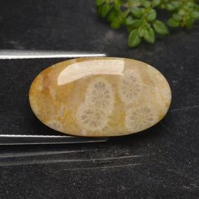 11.06克拉天然珊瑚化石，椭圆形切割，不透明