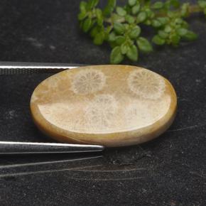 11.06克拉天然珊瑚化石，椭圆形切割，不透明