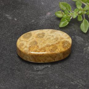 14.69克拉天然珊瑚化石，椭圆形切割，不透明