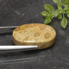 14.69克拉天然珊瑚化石，椭圆形切割，不透明