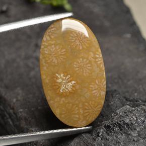 10.75克拉天然珊瑚化石，椭圆形切割，不透明