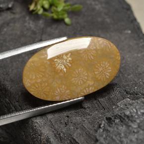 10.75克拉天然珊瑚化石，椭圆形切割，不透明