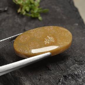 10.75克拉天然珊瑚化石，椭圆形切割，不透明