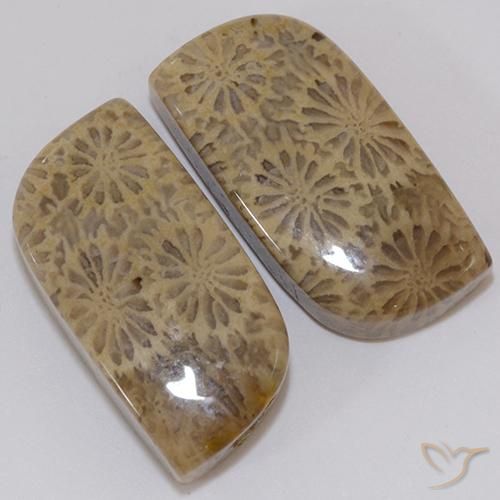 19.43天然多色化石珊瑚，异形，20.1×9.6毫米，不透明
