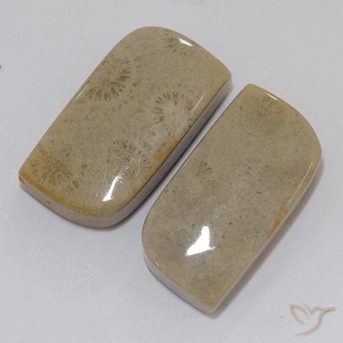 22.46克拉天然珊瑚化石，花式切割，不透明