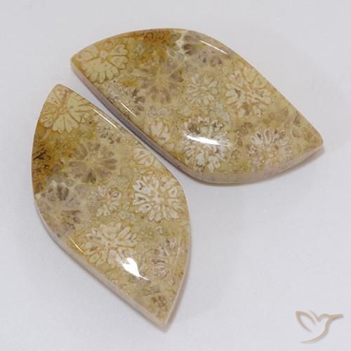 20.45克拉天然珊瑚化石，花式切割，不透明
