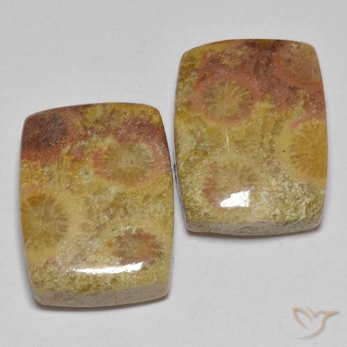 16.64ctw 天然 彩色 珊瑚化石, 软垫, 不透明