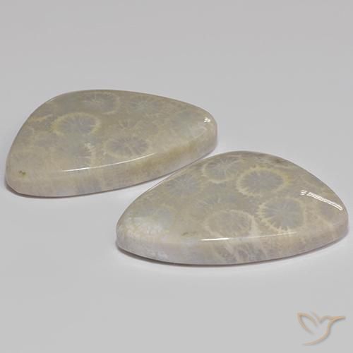 27.77克拉天然珊瑚化石，异形，不透明