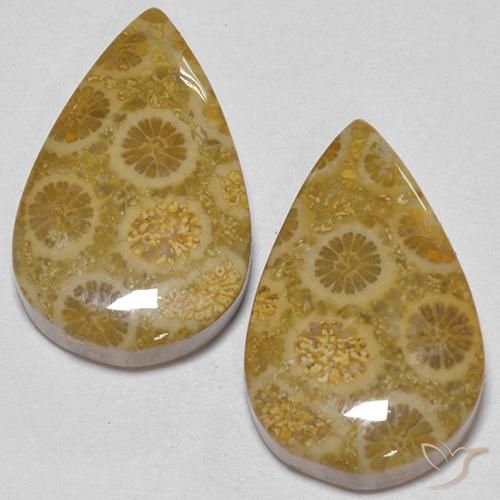 17.56克拉天然珊瑚化石，梨形，不透明