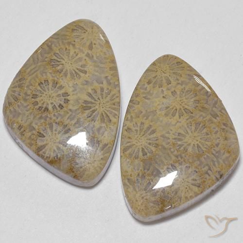 25.49ctw 天然 彩色 珊瑚化石, 花式切割, 不透明