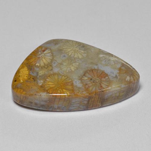 11.00克拉天然珊瑚化石，异形，不透明