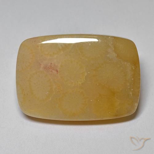 16.47ct 天然 彩色 珊瑚化石, 软垫, 不透明