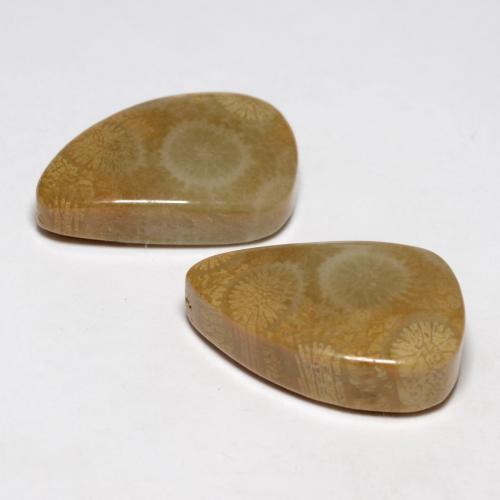 21.03克拉天然珊瑚化石，异形，不透明