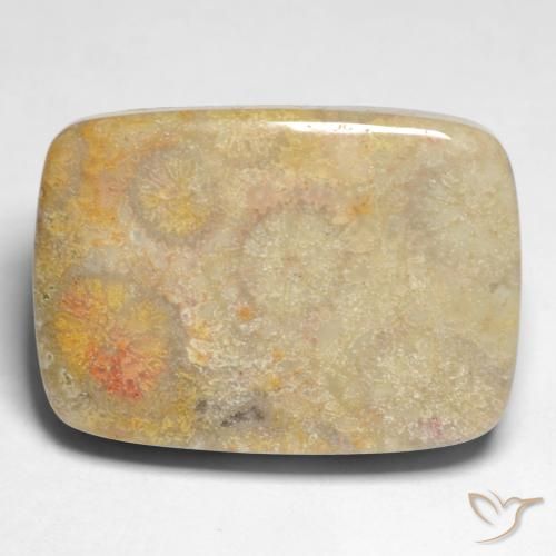 17.45ct 天然 彩色 珊瑚化石, 软垫, 不透明