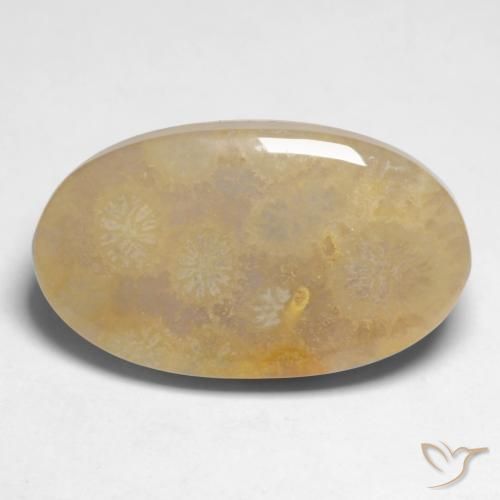 10.66ct 天然 彩色 珊瑚化石, 椭圆形, 不透明
