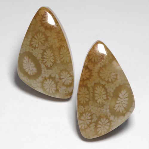 24.76克拉天然珊瑚化石，异形，不透明