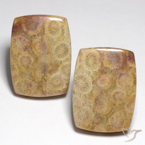 36.05克拉天然化石珊瑚，垫形剪裁，不透明