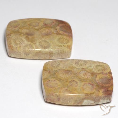 36.05克拉天然化石珊瑚，垫形剪裁，不透明