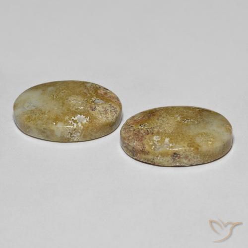 16.68天然多色化石珊瑚，椭圆形切割，17.6×12.6毫米，不透明
