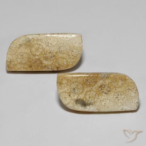 28.82ctw 天然 彩色 珊瑚化石, 花式切割, 不透明