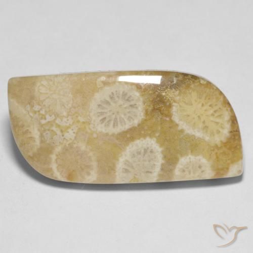 13.52克拉天然珊瑚化石，异形，不透明