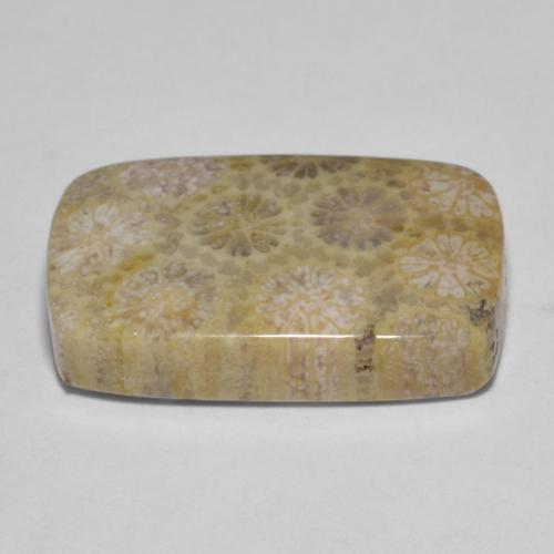 15.35克拉天然珊瑚化石，垫形剪裁，不透明