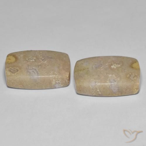 25.62克拉天然珊瑚化石，软垫，不透明
