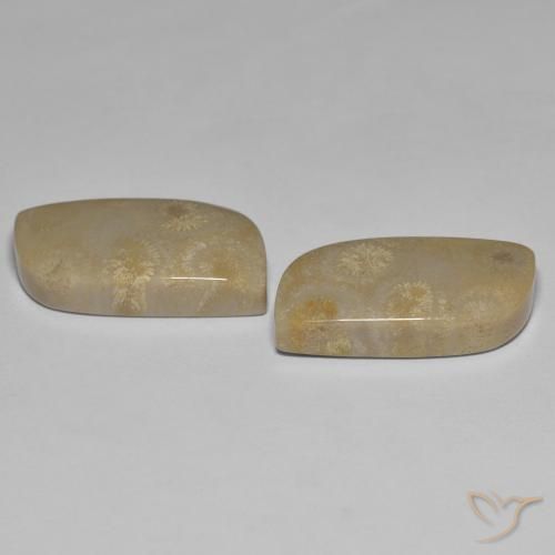27.14克拉天然珊瑚化石，花式切割，不透明
