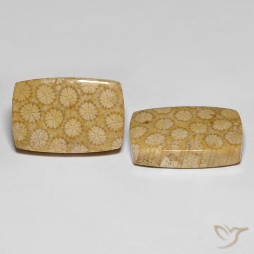 27.38克拉天然珊瑚化石，垫形剪裁，不透明