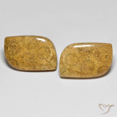 25.48ctw 天然 彩色 珊瑚化石, 花式切割, 不透明