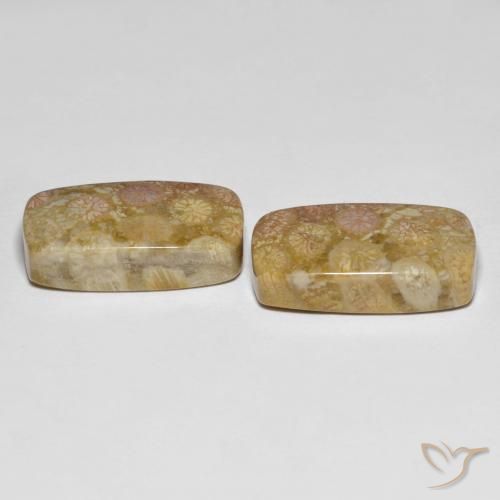 25.20克拉天然珊瑚化石，软垫，不透明