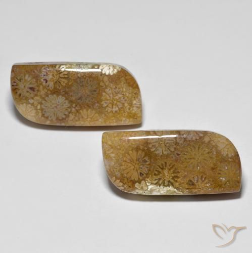 28.81ctw 天然 彩色 珊瑚化石, 花式切割, 不透明