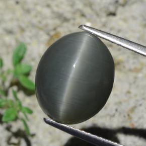 7.96克拉天然灰色Quartz Cat's Eye，椭圆形切割，12.9×10.6毫米，不透明