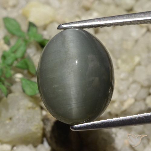 6.65ct 天然 中灰色 石英猫眼, 椭圆形, 不透明