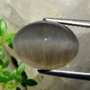 5.37克拉天然棕色Quartz Cat's Eye，椭圆形切割，12.3×9.2毫米，半透明