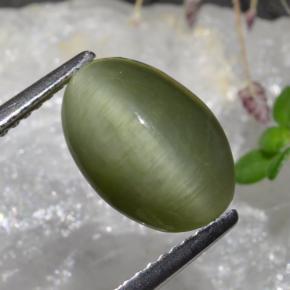 3.88克拉天然石英猫眼，椭圆形切割，不透明