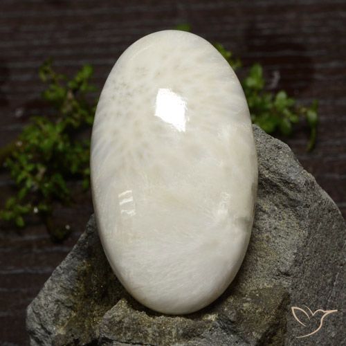 48.61ct 天然 浅白色 硅藻土, 椭圆形, 不透明