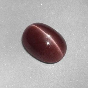1.58克拉天然棕色Sillimanite Cat's Eye，椭圆形切割，8.8×6.4毫米，不透明