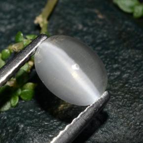 1.39克拉天然灰色Sillimanite Cat's Eye，椭圆形切割，7.5×5.7毫米，透明