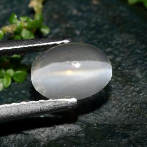 1.39克拉天然灰色Sillimanite Cat's Eye，椭圆形切割，7.5×5.7毫米，透明