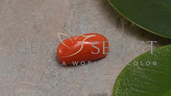 珊瑚　2 REEF-TRIGGER on X